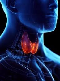 Department of Endocrinology and Diabetes